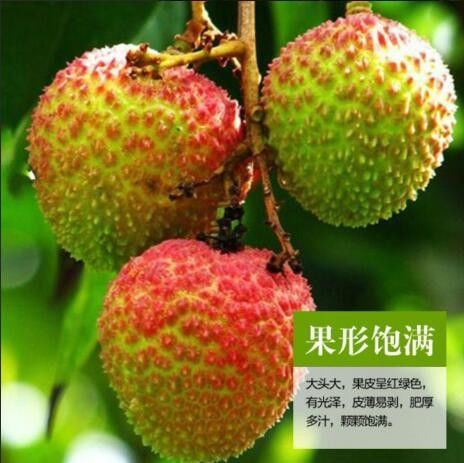 拼多多聯(lián)惠通水果特產(chǎn)店妃子笑荔枝真實(shí)體驗(yàn) 性價(jià)比之王？