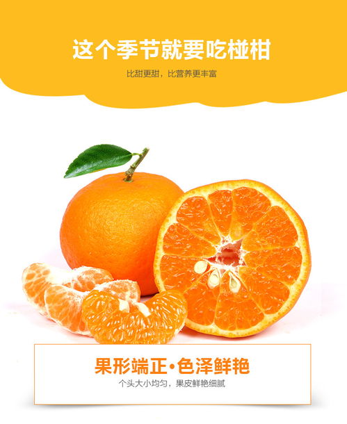 澄澄鄉情 清江椪柑與秭歸臍橙的歲時滋味