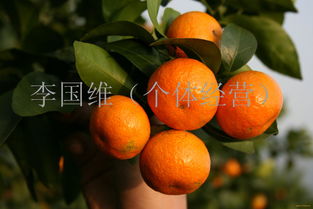 新鮮水果的魅力與健康益處