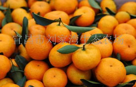 新鮮水果·第390頁 大自然的甜蜜饋贈(zèng)與生活哲思
